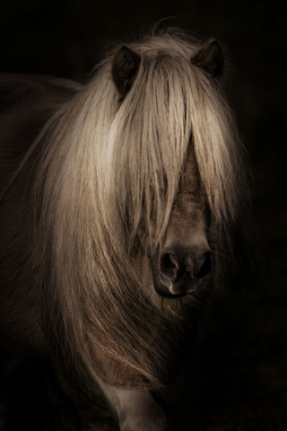 Illustration for article titled Shetland Ponies Are the Future